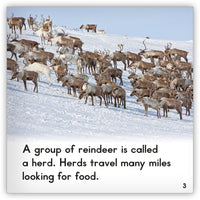 Reindeer from Zoozoo Animal World