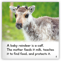 Reindeer from Zoozoo Animal World