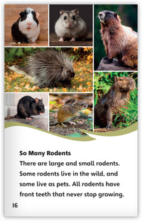Rodents