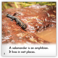 Salamander from Zoozoo Animal World