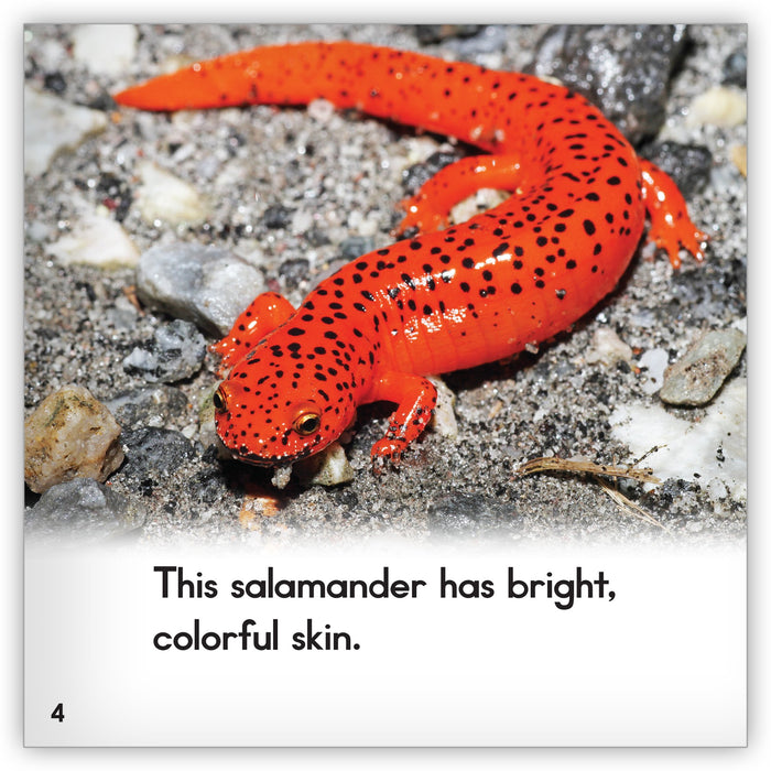 Salamander from Zoozoo Animal World