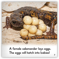 Salamander from Zoozoo Animal World