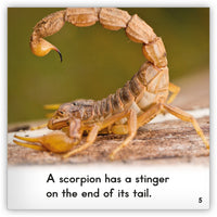 Scorpion from Zoozoo Animal World