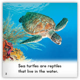 Sea Turtle from Zoozoo Animal World