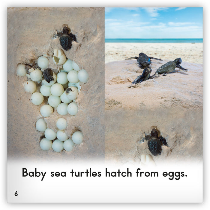 Sea Turtle from Zoozoo Animal World