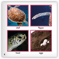 Sea Turtle Leveled Book