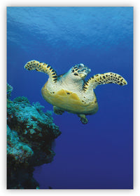 Sea Turtles from Underwater Encounters