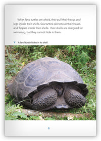 Sea Turtles from Underwater Encounters