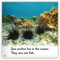 Sea Urchin from Zoozoo Animal World