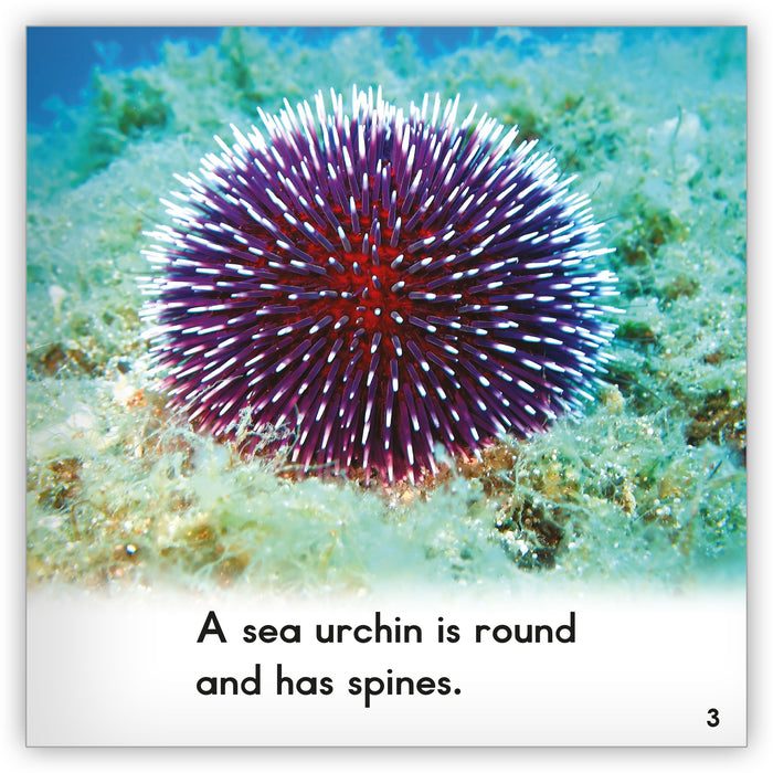 Sea Urchin from Zoozoo Animal World