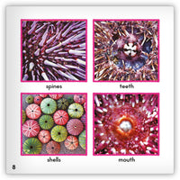 Sea Urchin from Zoozoo Animal World