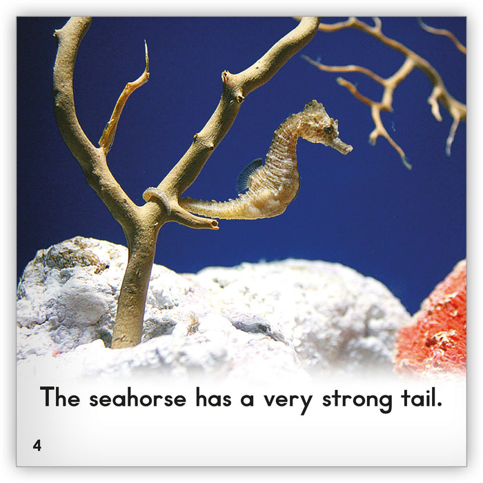 Seahorse from Zoozoo Animal World