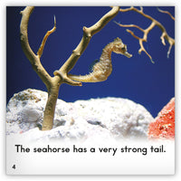 Seahorse Big Book