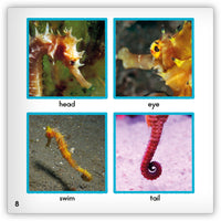 Seahorse Big Book