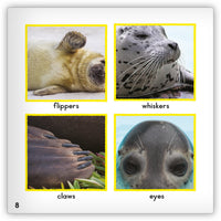 Seal from Zoozoo Animal World