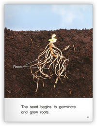 Seeds from Kaleidoscope Collection