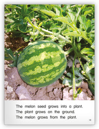 Seeds from Kaleidoscope Collection