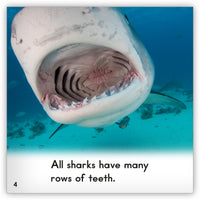 Shark from Zoozoo Animal World