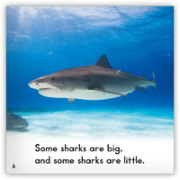 Shark from Zoozoo Animal World