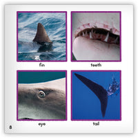 Shark from Zoozoo Animal World