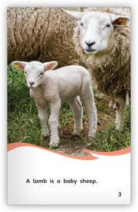 Sheep from Fables & the Real World