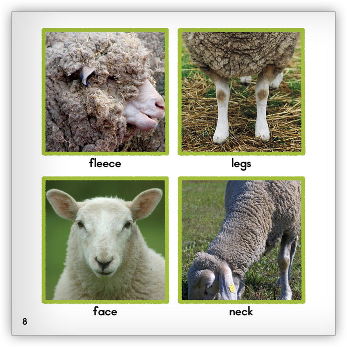 Sheep from Zoozoo Animal World
