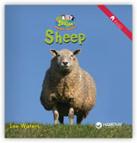 Sheep from Zoozoo Animal World