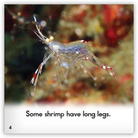 Shrimp from Zoozoo Animal World