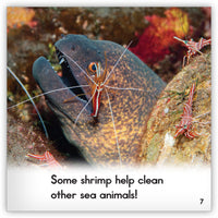 Shrimp from Zoozoo Animal World