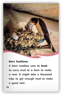 Smart Birds, Amazing Birds from Fables & the Real World