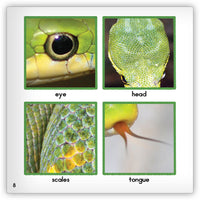 Snake from Zoozoo Animal World