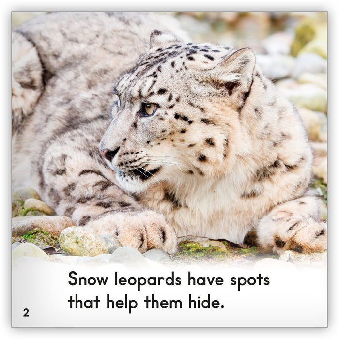 Snow Leopard from Zoozoo Animal World