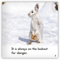 Snowshoe Hare from Zoozoo Animal World