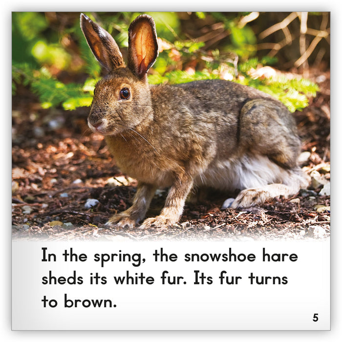 Snowshoe Hare Big Book