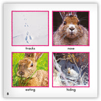 Snowshoe Hare Big Book