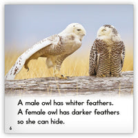 Snowy Owl from Zoozoo Animal World