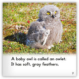 Snowy Owl from Zoozoo Animal World