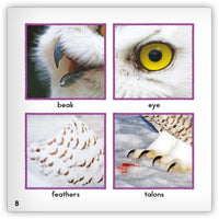 Snowy Owl from Zoozoo Animal World