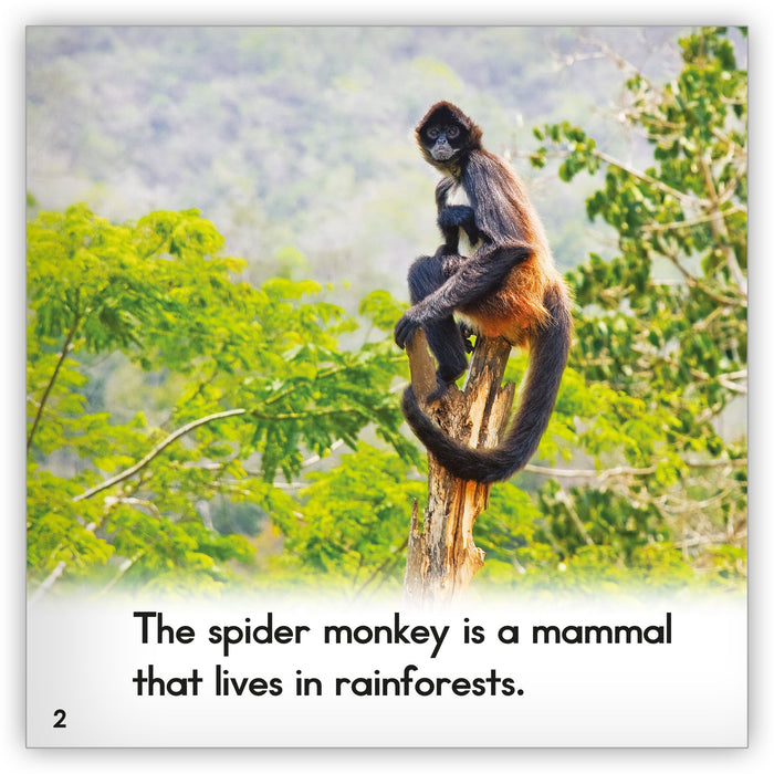 Spider Monkey from Zoozoo Animal World