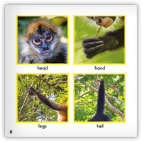 Spider Monkey from Zoozoo Animal World