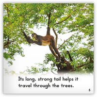 Spider Monkey Big Book