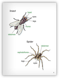 Spider Sandwich from Kaleidoscope Collection