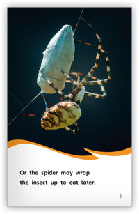 Spiderwebs Leveled Book