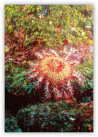 Spines, Stingers, and Teeth from Underwater Encounters