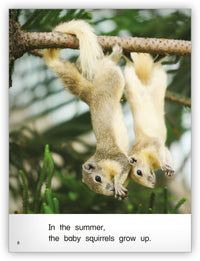 Squirrels from Kaleidoscope Collection