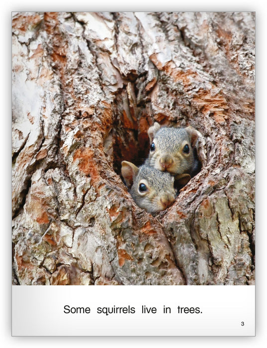 Squirrels Big Book
