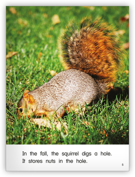 Squirrels Big Book
