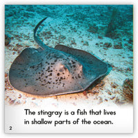 Stingray Big Book