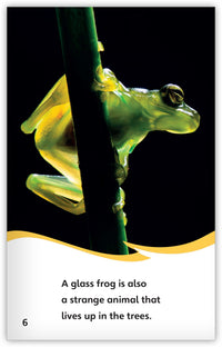 Strange Animals All Around