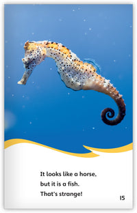 Strange Animals All Around